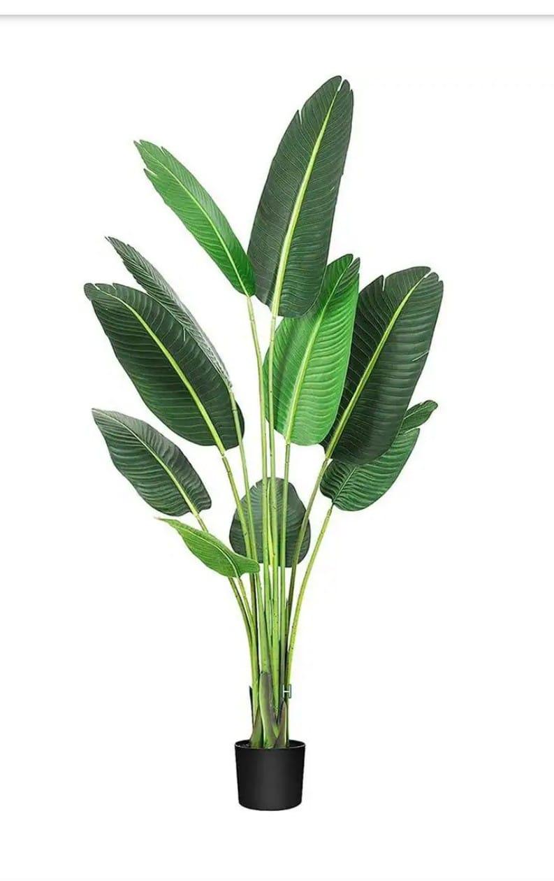 Banana Plant - 5ft